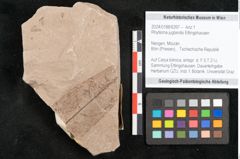 Foto (Objekt + Etikett) von Rhytisma juglandis Ettingshausen (NHMW-GEO-2024-0188-6397)